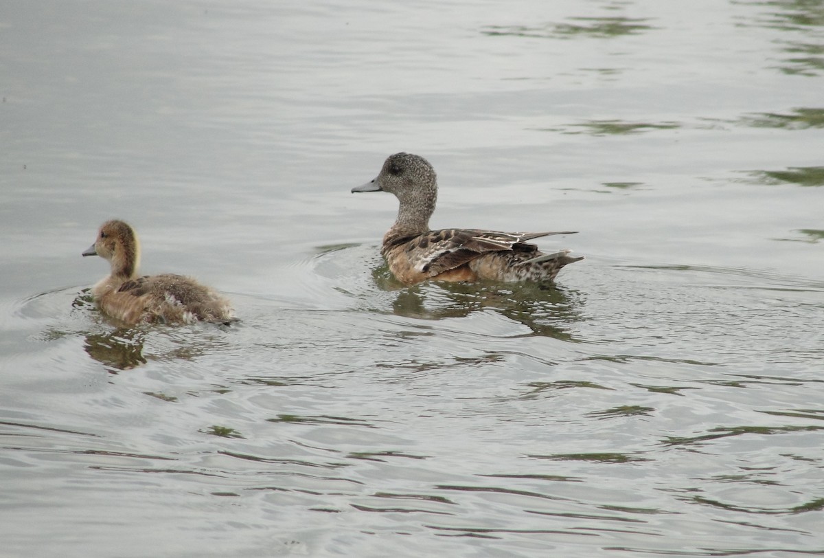American Wigeon - ML110698031