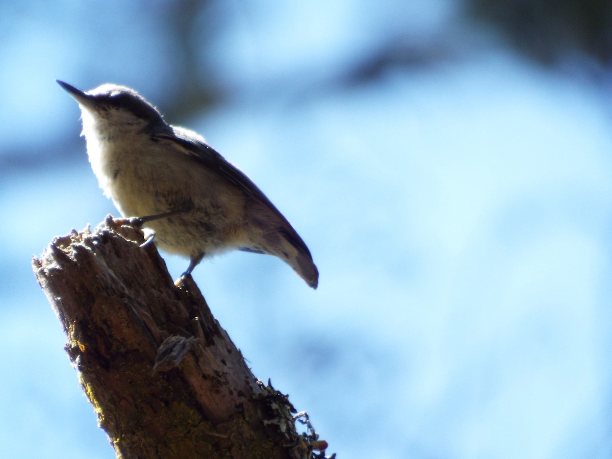 Pygmy Nuthatch - ML110698681