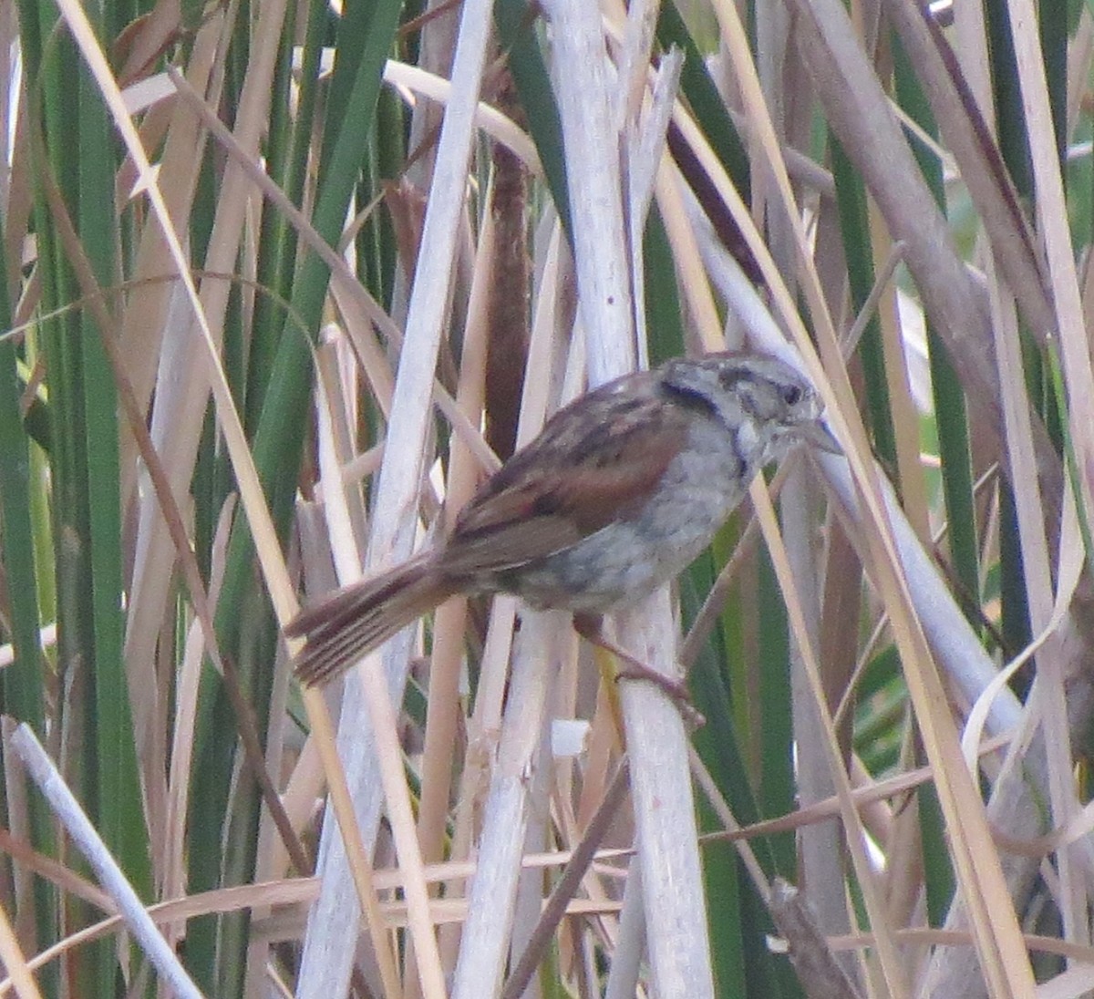 Swamp Sparrow - ML110699551