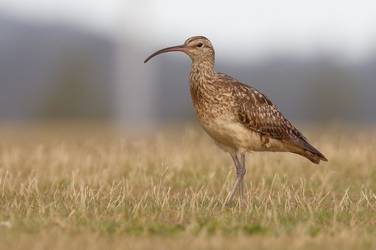 Bristle-thighed Curlew - Sharif Uddin