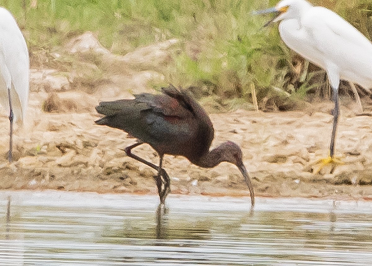 Ibis à face blanche - ML110700131