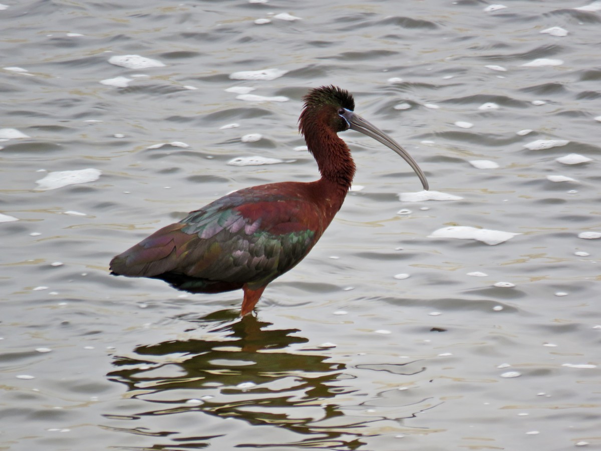 Ibis falcinelle - ML110700491