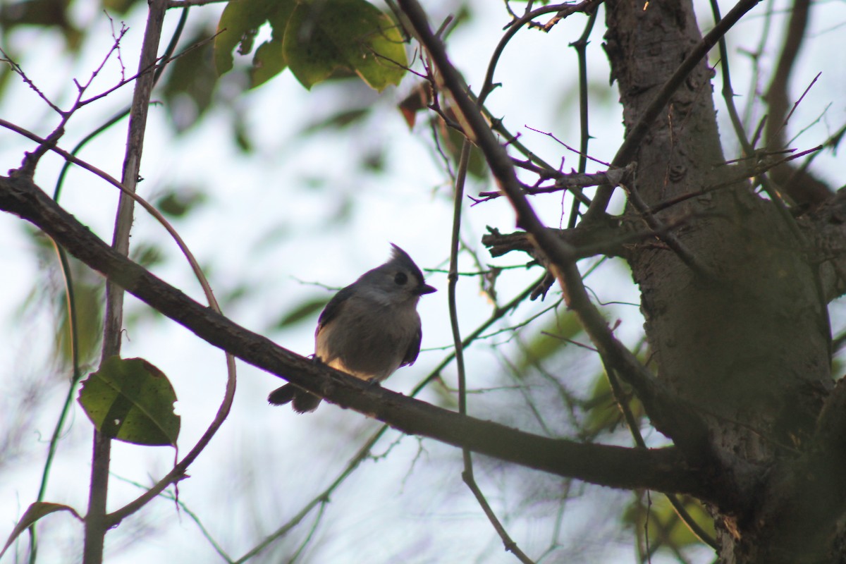 Tufted Titmouse - ML110701861