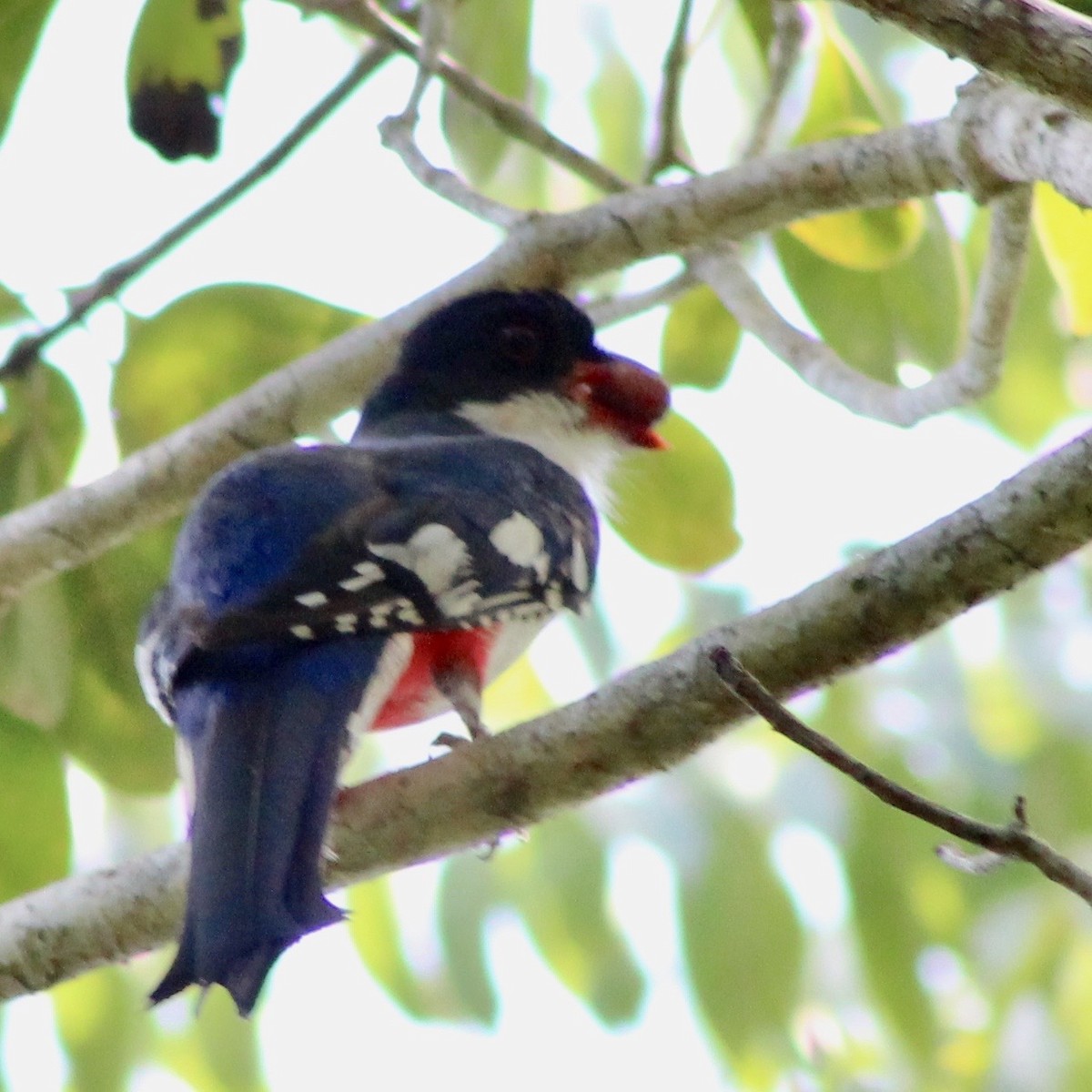 Cuban Trogon - ML110702231