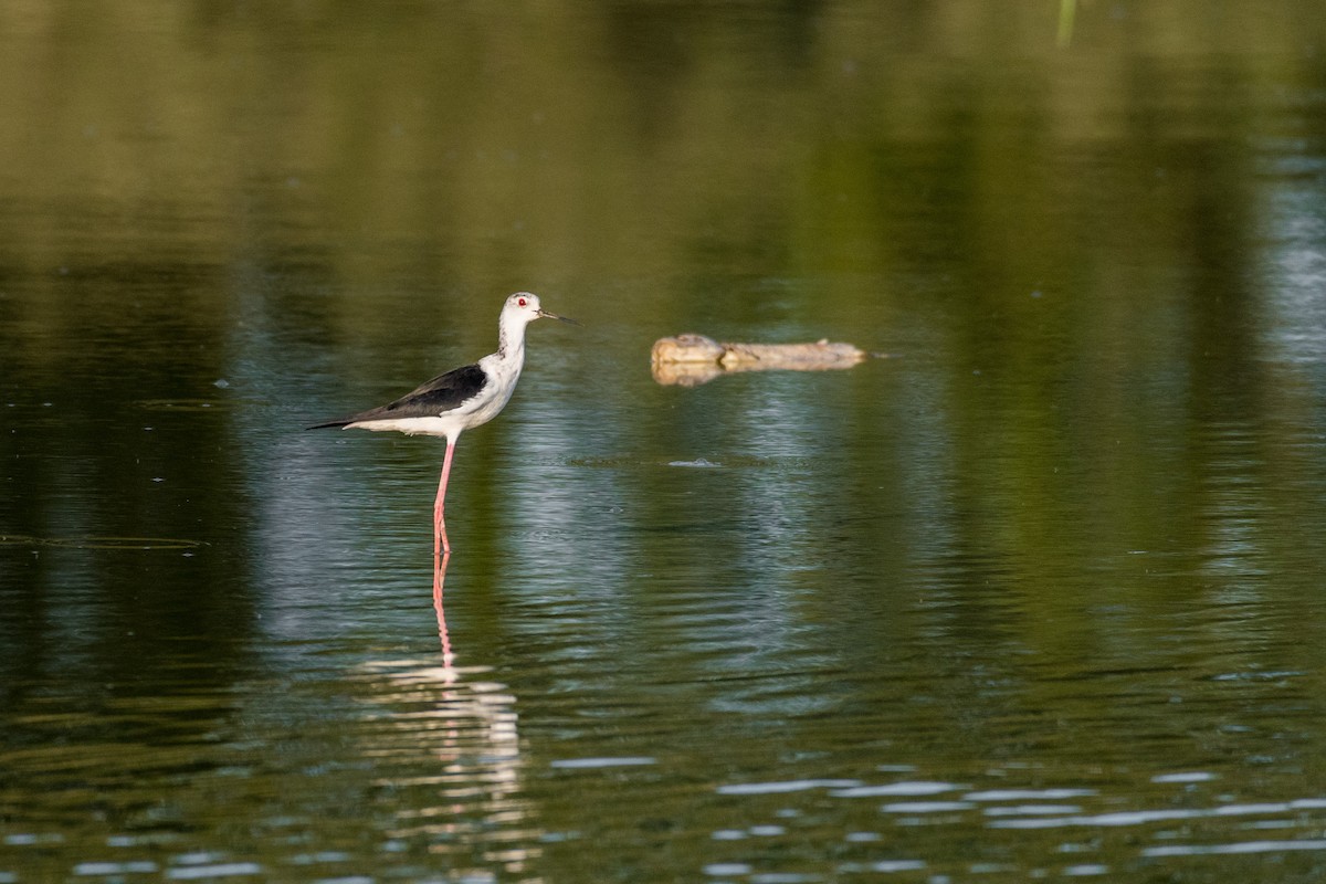 Black-winged Stilt - ML110703051