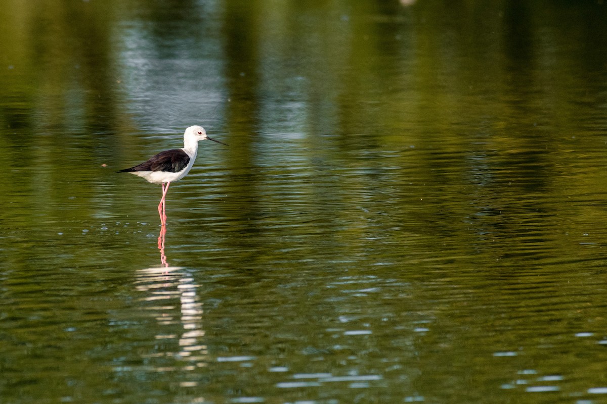 Black-winged Stilt - ML110703061