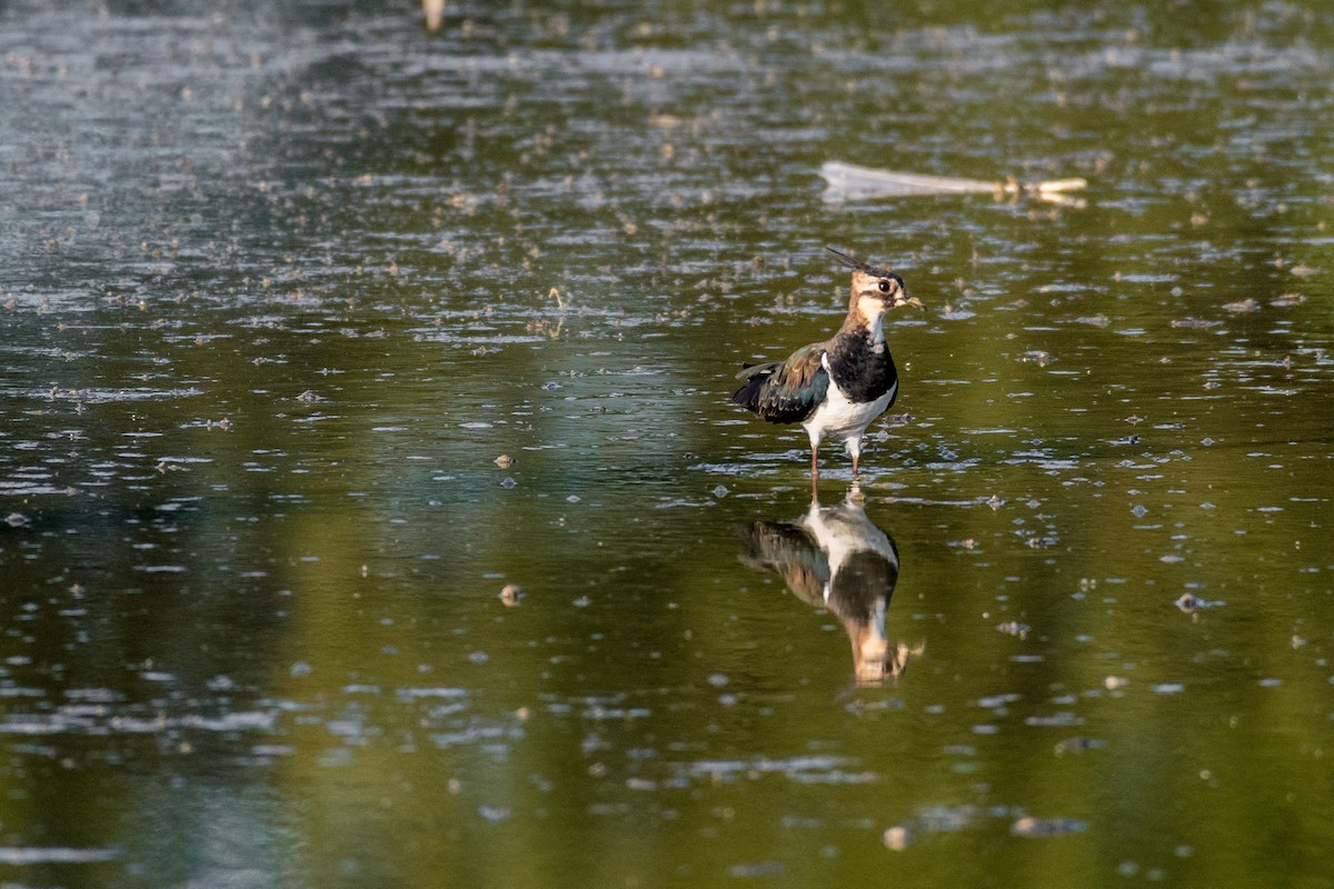 Northern Lapwing - ML110703071