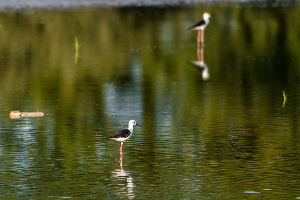 Black-winged Stilt - ML110703081