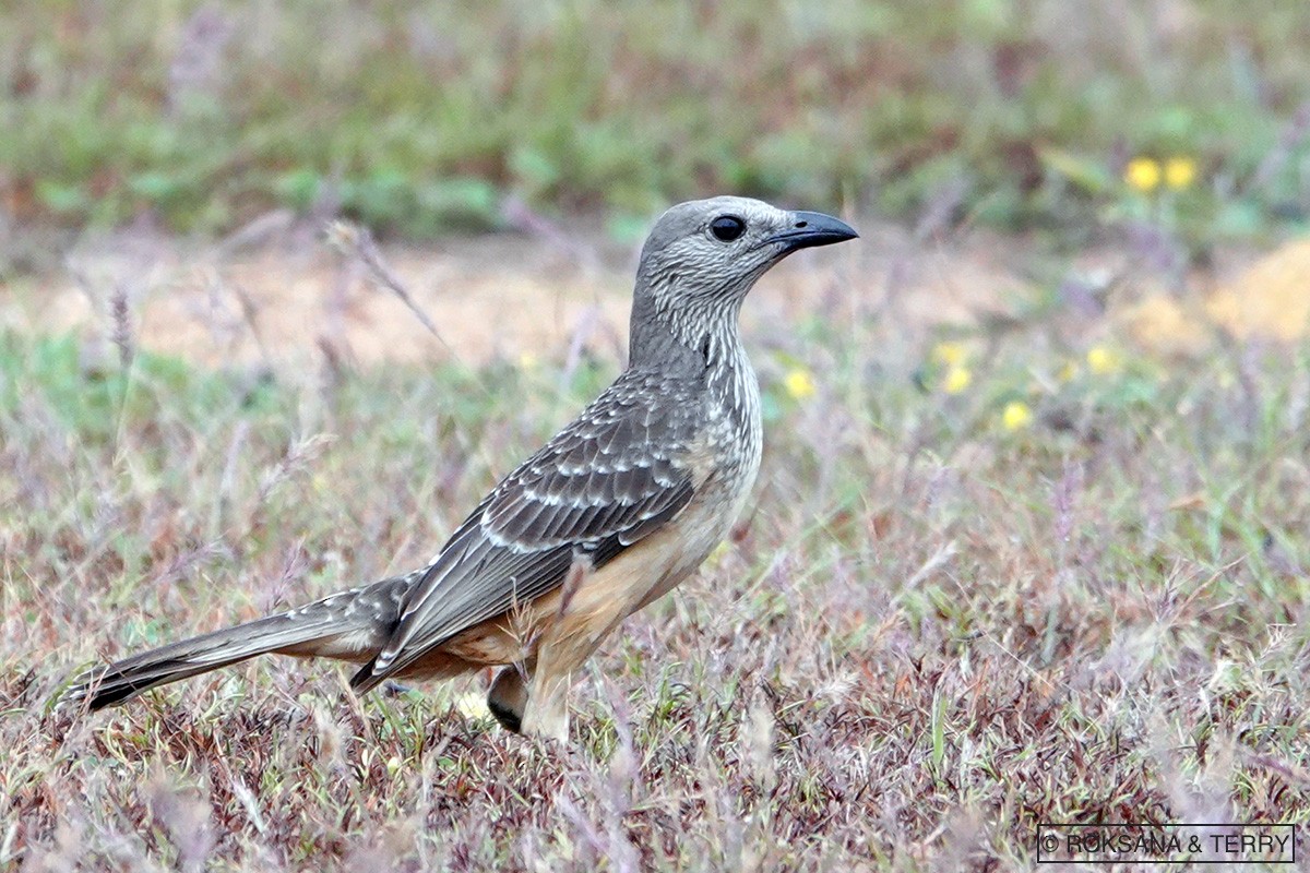 Fawn-breasted Bowerbird - ML110703571