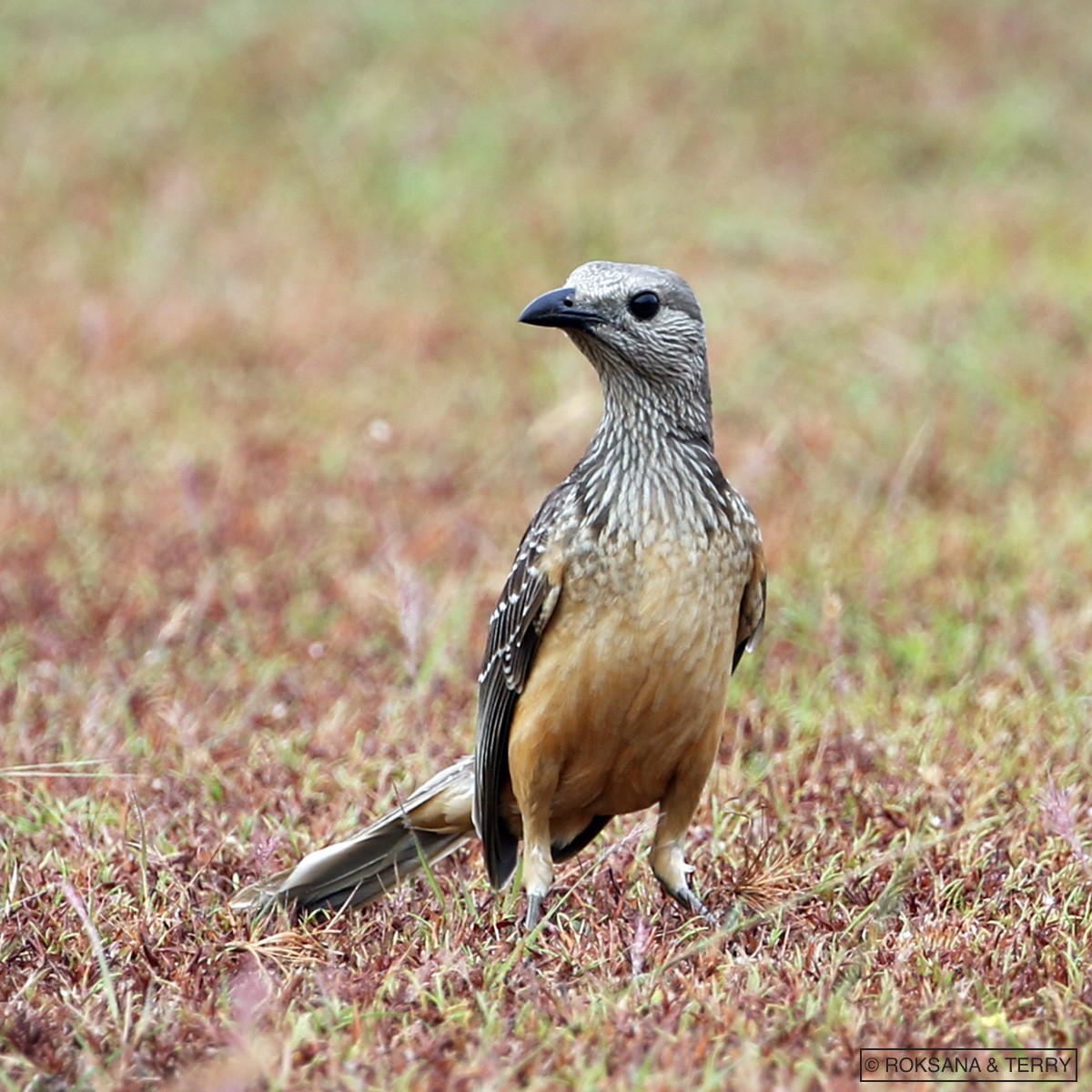 Fawn-breasted Bowerbird - ML110703581