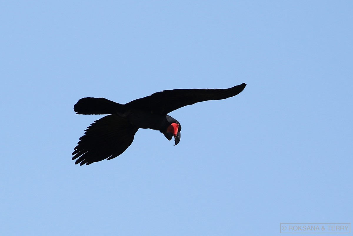 Palm Cockatoo - ML110704711