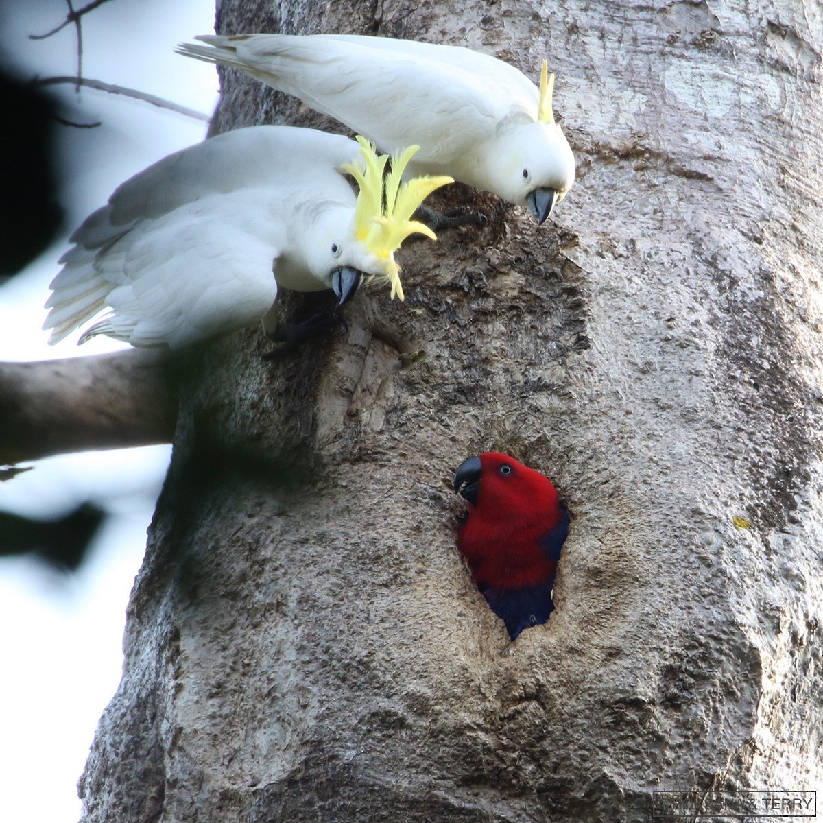 Papuan Eclectus - ML110704721