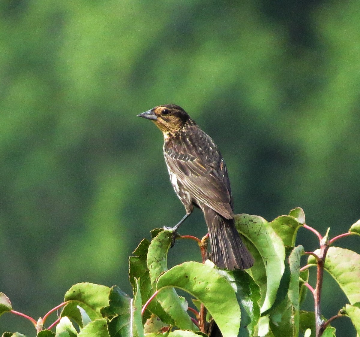 Red-winged Blackbird - ML110706771
