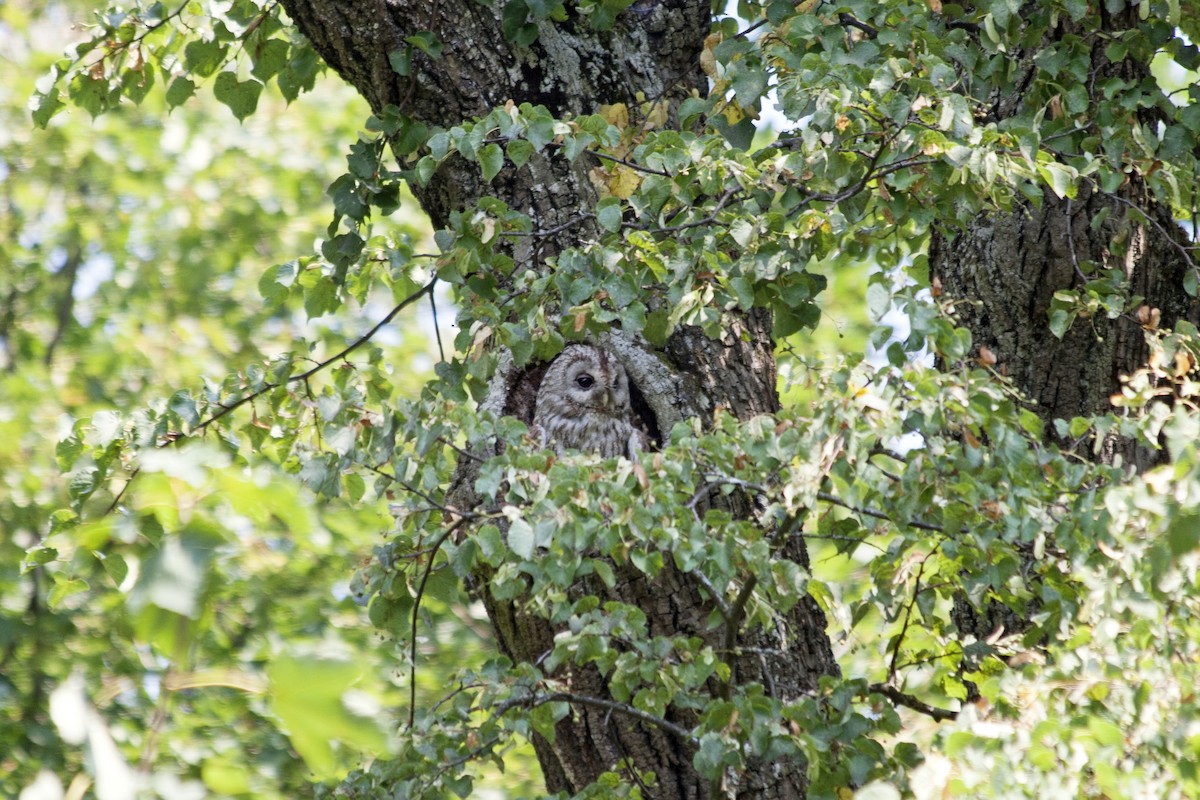 Tawny Owl - ML110707051