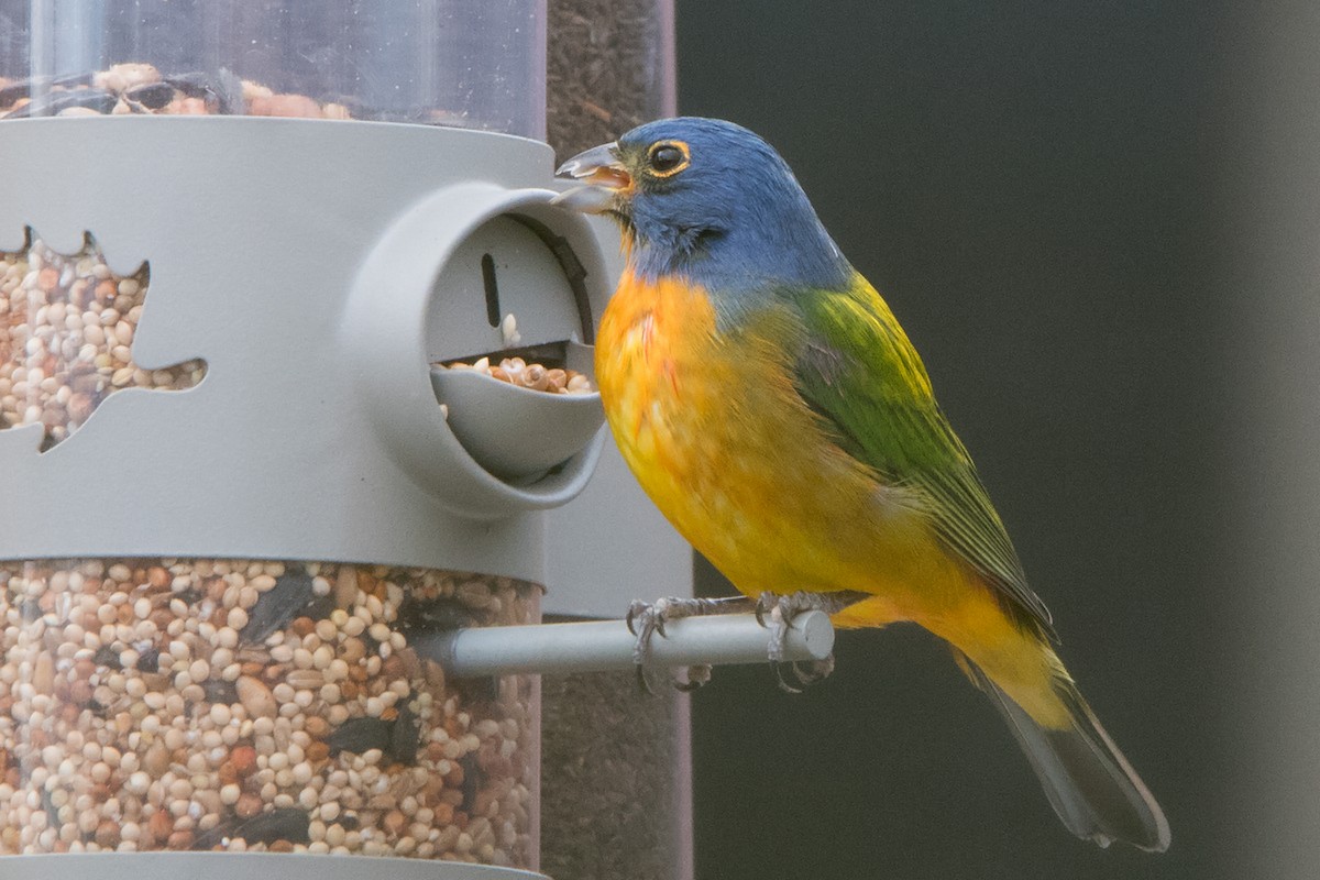 Painted Bunting - ML110708391