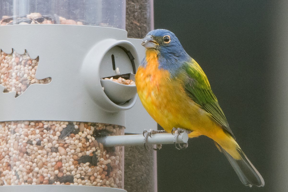 Painted Bunting - ML110708401