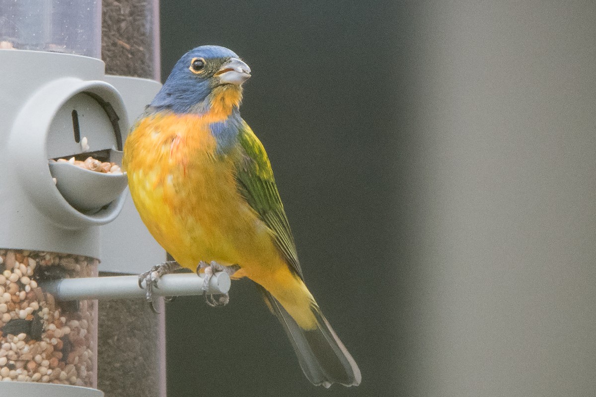 Painted Bunting - ML110708411