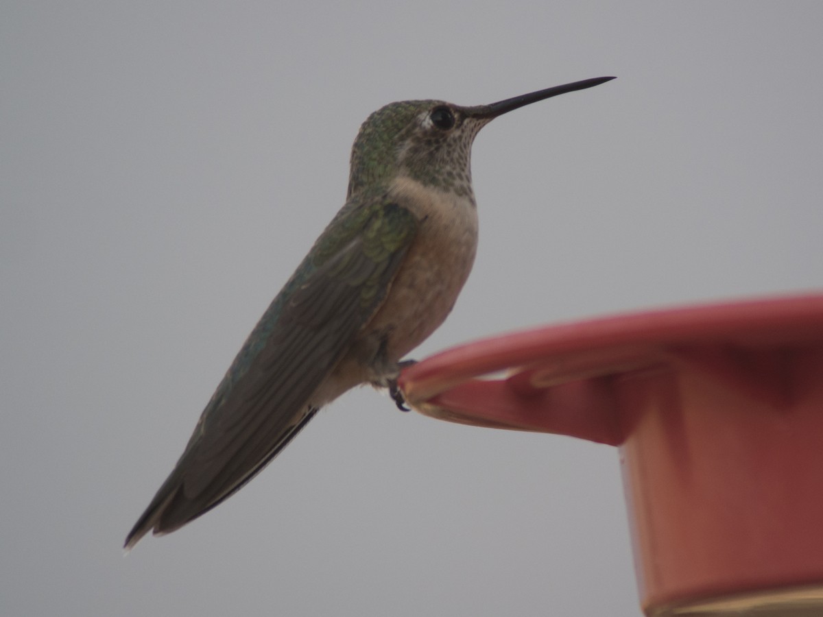 Broad-tailed Hummingbird - ML110708951