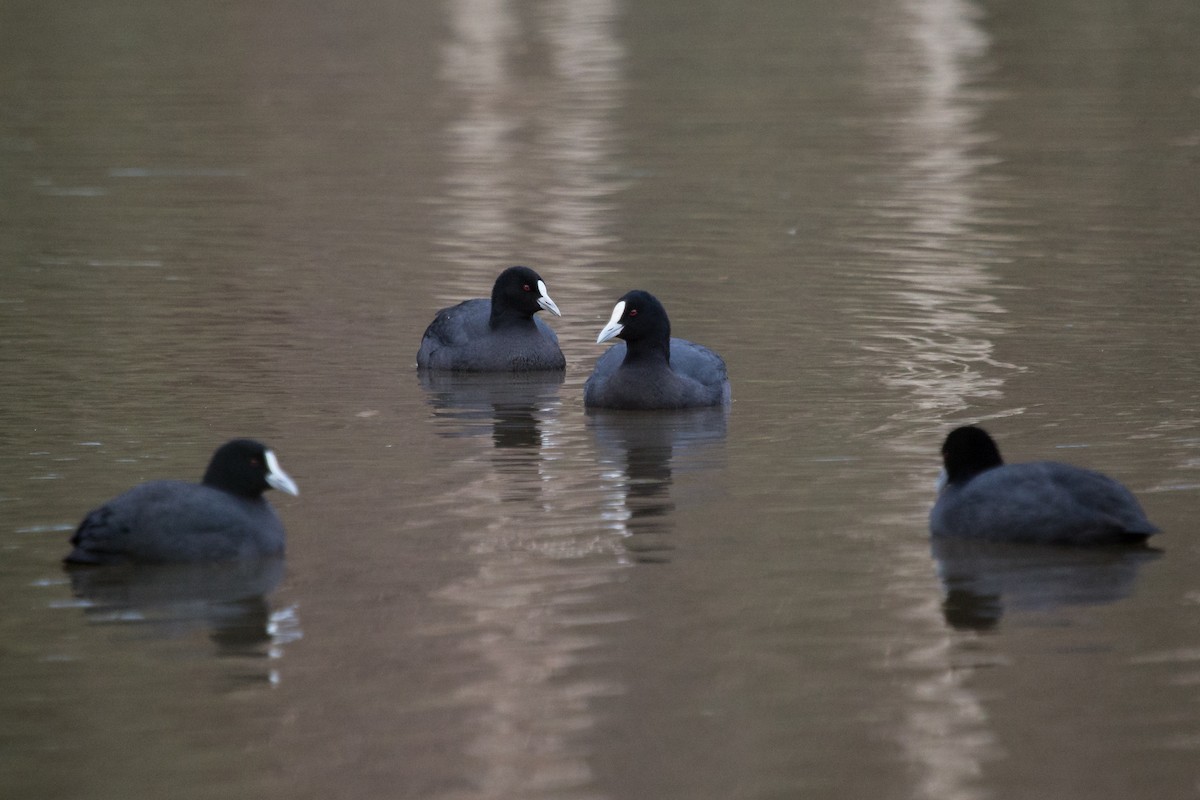 Eurasian Coot - ML110709281