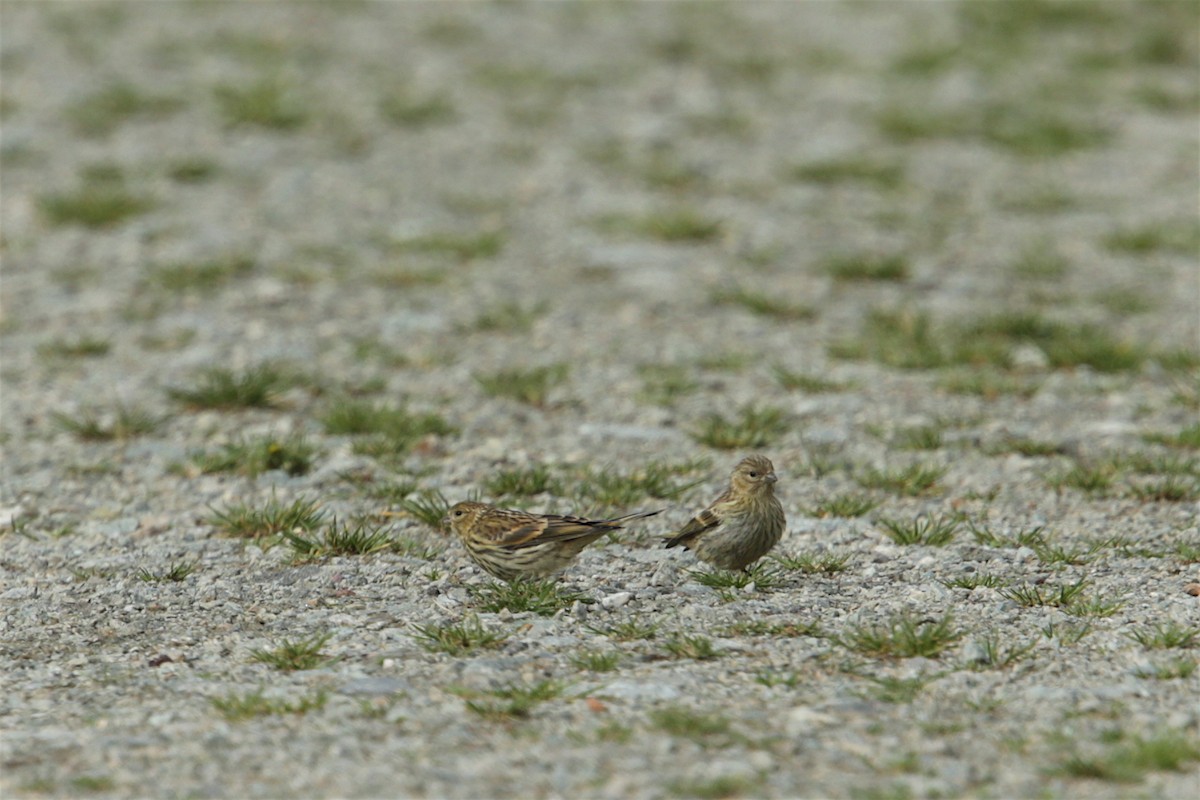 European Serin - ML110710411