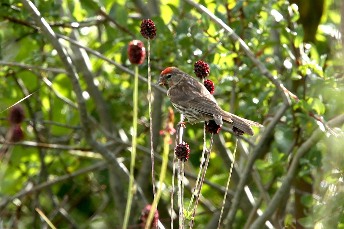 Lesser Redpoll - ML110710431