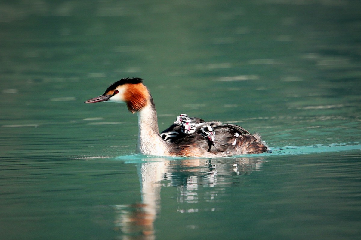 Great Crested Grebe - ML110712061