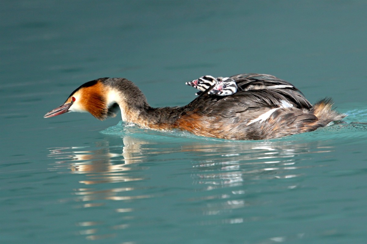 Great Crested Grebe - ML110712141