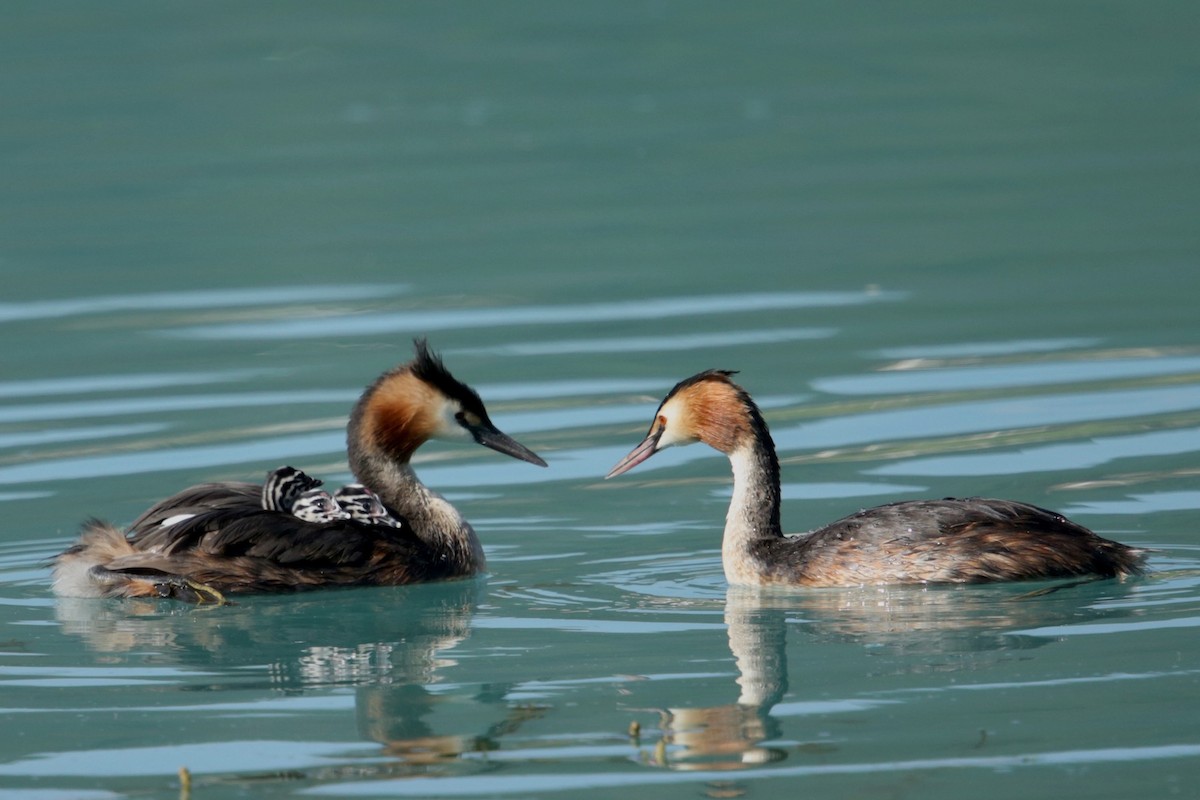 Great Crested Grebe - ML110712171