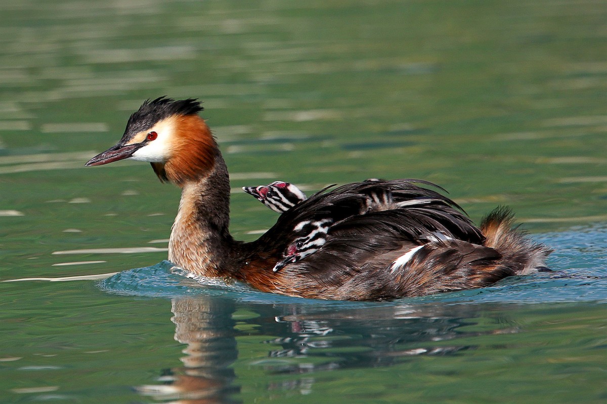 Great Crested Grebe - ML110712261