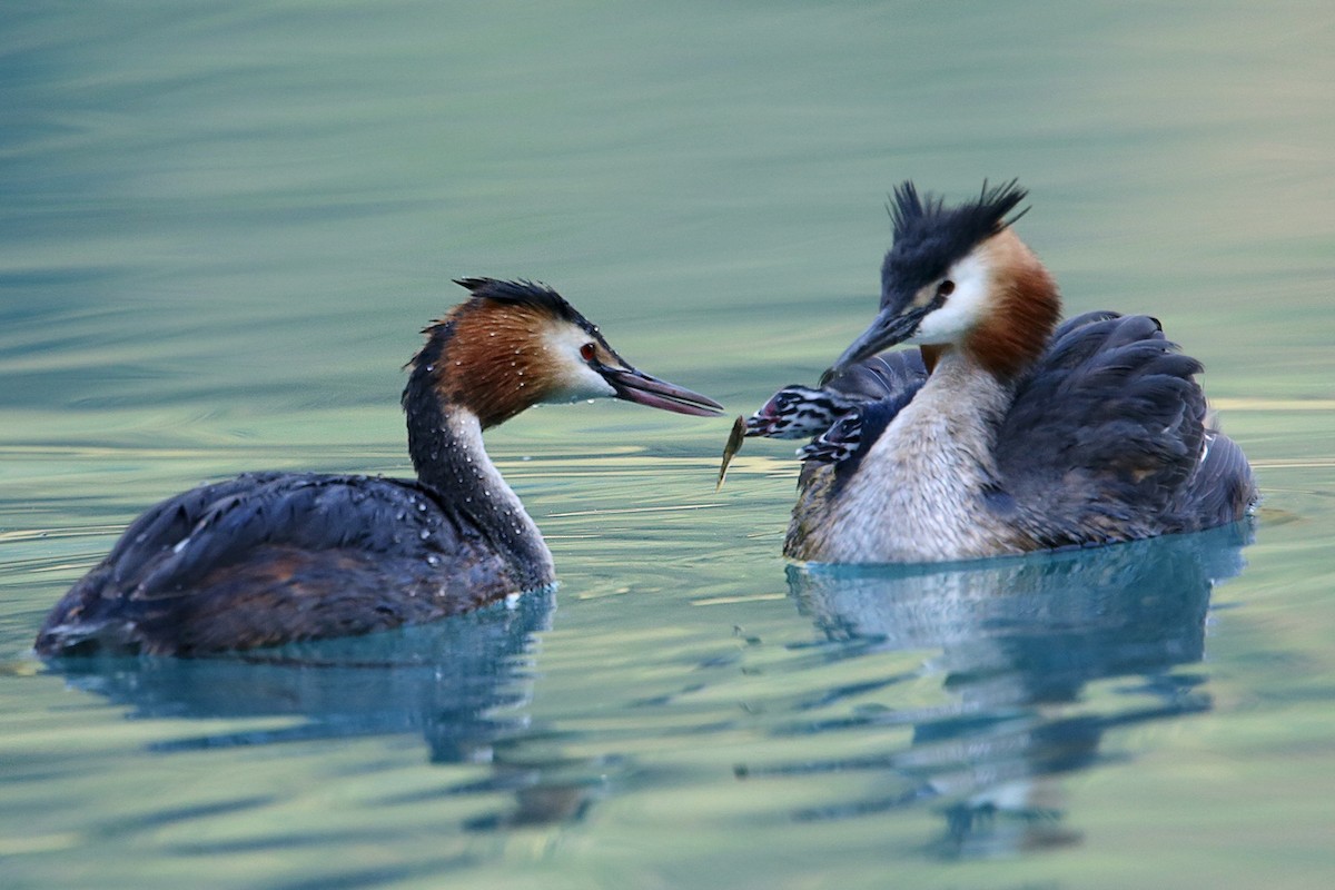 Great Crested Grebe - ML110712371