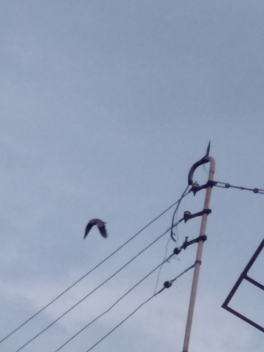 Spotted Dove - ML110714271