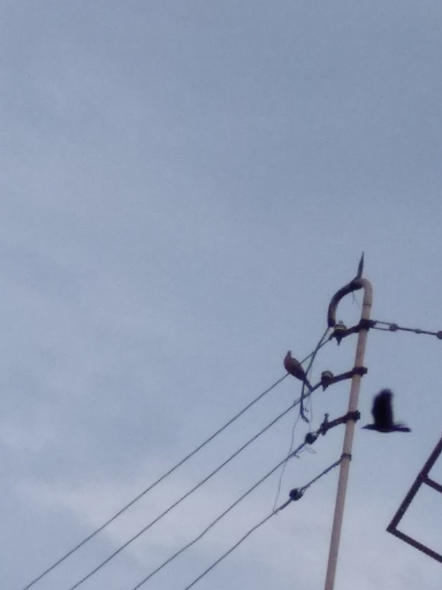 Spotted Dove - ML110714291