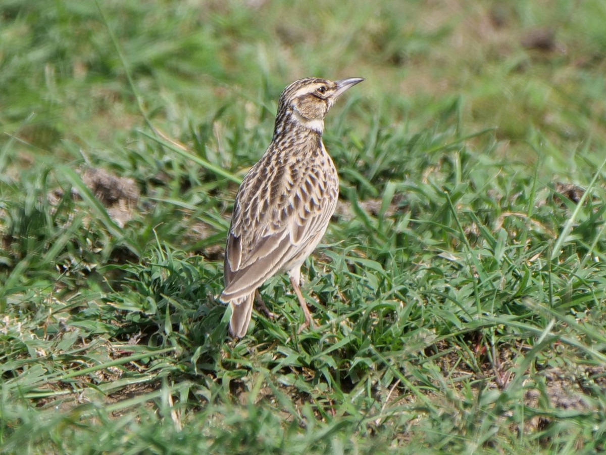 Short-tailed Lark - Mike Grant