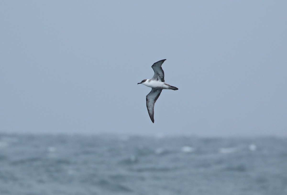 Great Shearwater - ML110715851