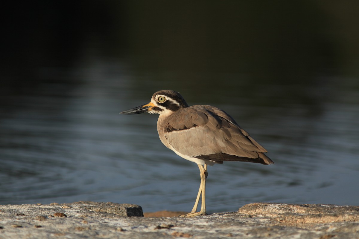 Great Thick-knee - ML110716241