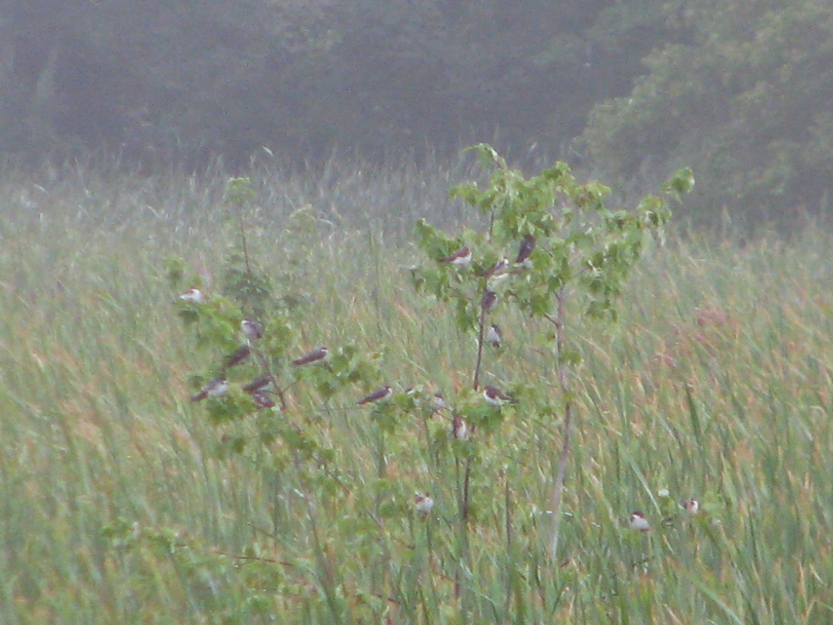 Hirondelle bicolore - ML110718991