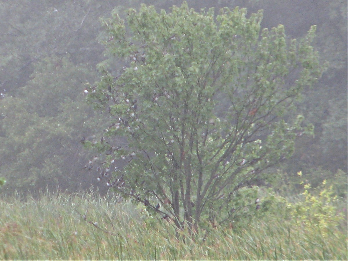 Tree Swallow - ML110719001