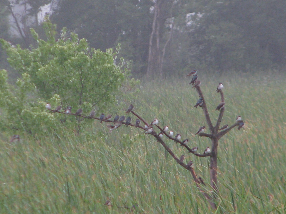 Hirondelle bicolore - ML110719011