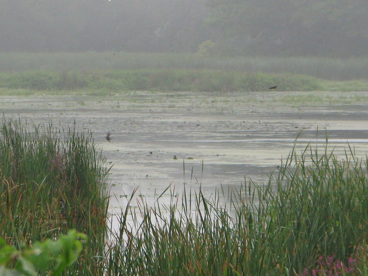 Tree Swallow - ML110719181