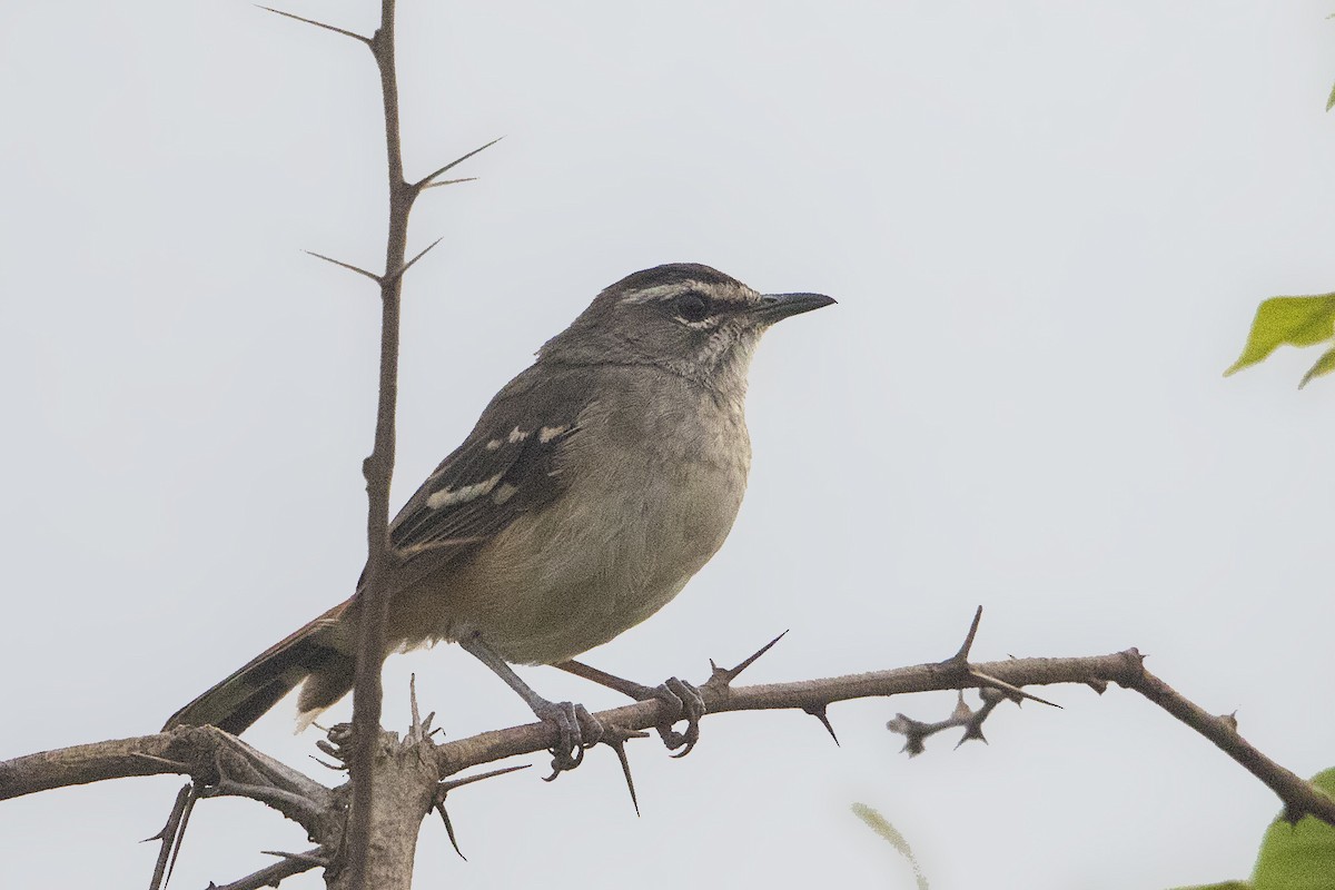 Brown-backed Scrub-Robin - Bradley Hacker 🦜