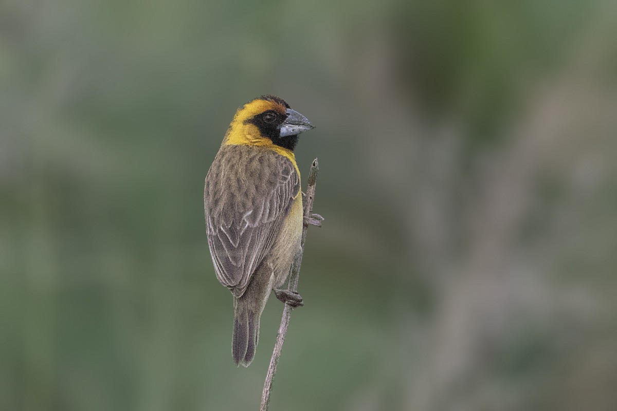 Compact Weaver - Bradley Hacker 🦜