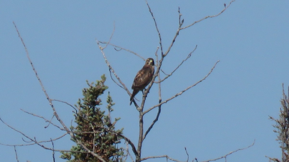 Broad-winged Hawk - ML110721131