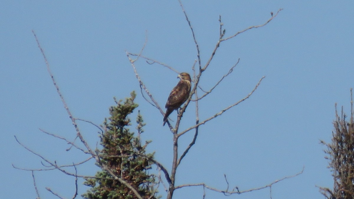 Broad-winged Hawk - ML110721141