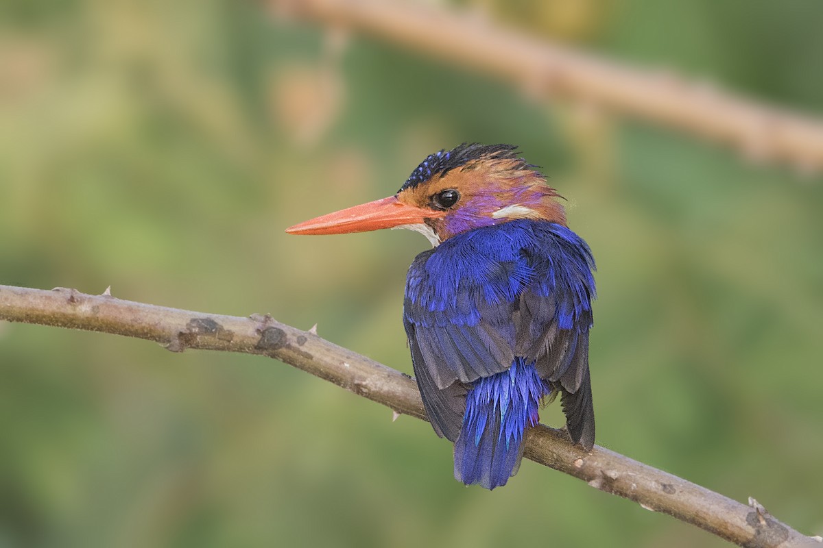 African Pygmy Kingfisher - Bradley Hacker 🦜