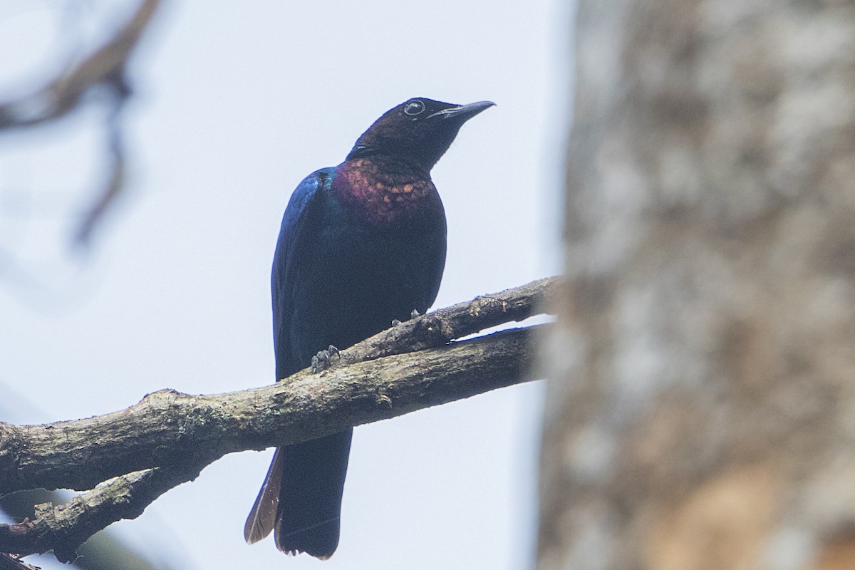 Purple-headed Starling - ML110721631