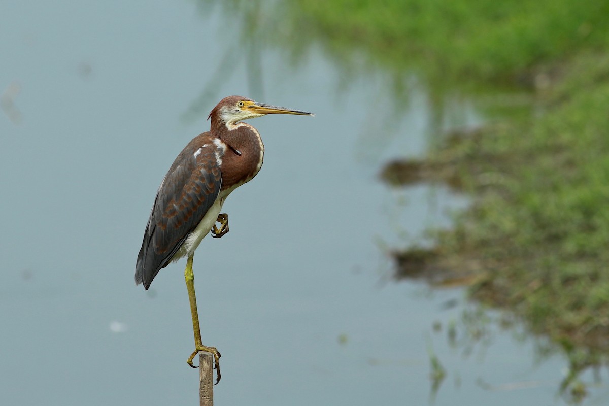 Tricolored Heron - Oscar Johnson