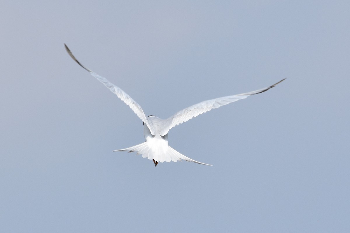 Forster's Tern - Michael Schall