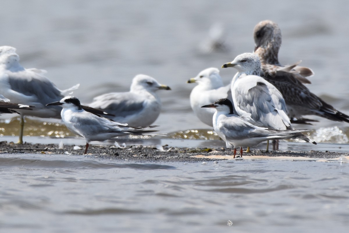 Forster's Tern - Michael Schall