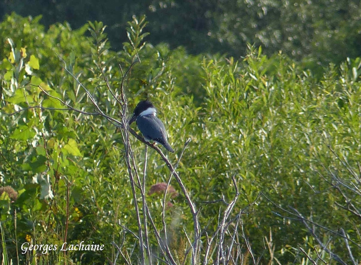 Belted Kingfisher - ML110724961