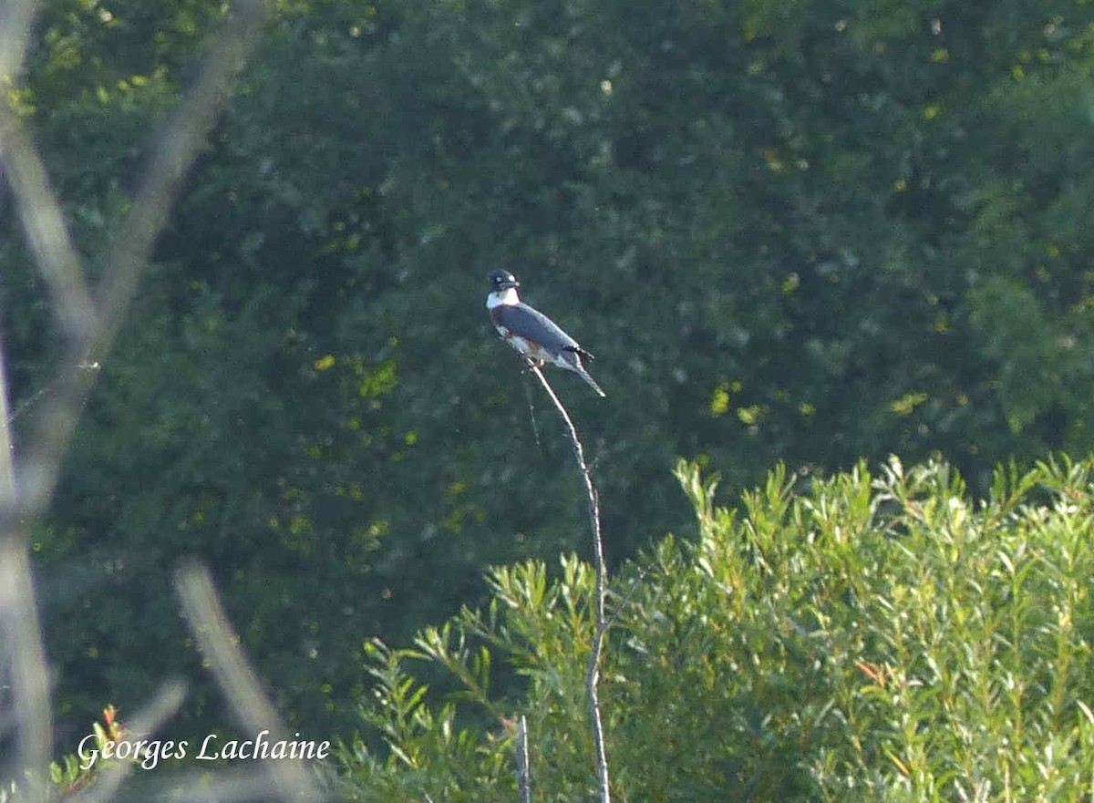 Belted Kingfisher - ML110724971